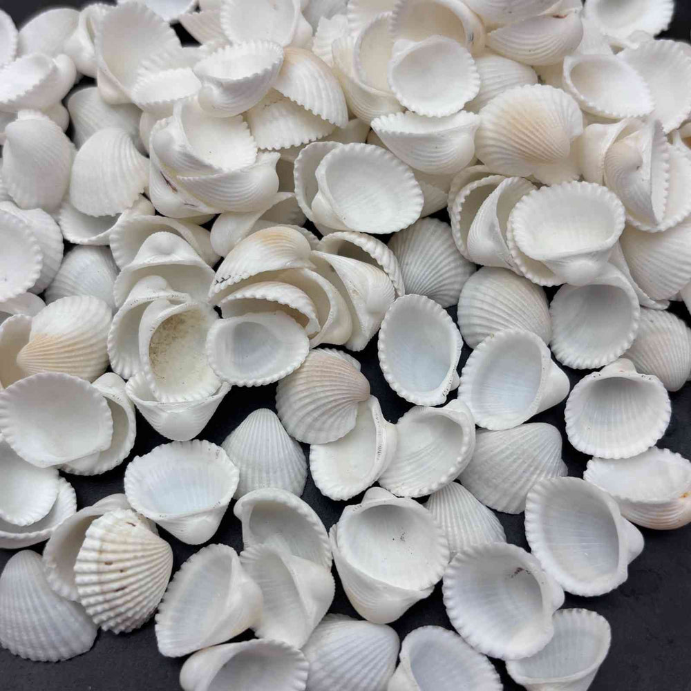 Sea Shells small Type1 - 10 gm