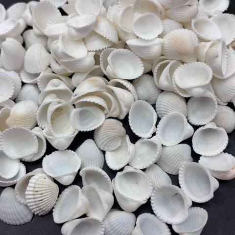 Sea Shells small Type1 - 10 gm