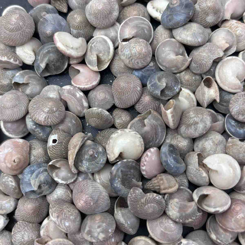 Sea Shells small Type 3- 10 gm