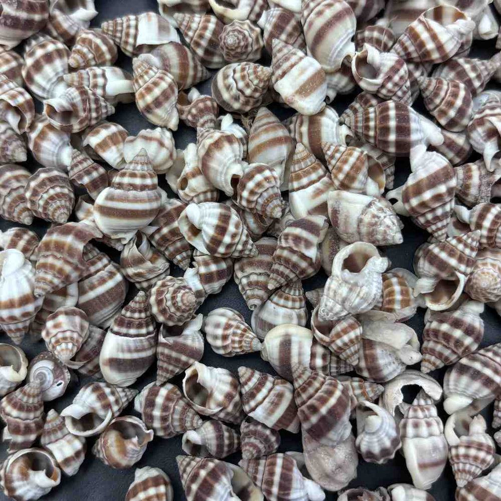 Sea Shells small Type 4 - 10 gm
