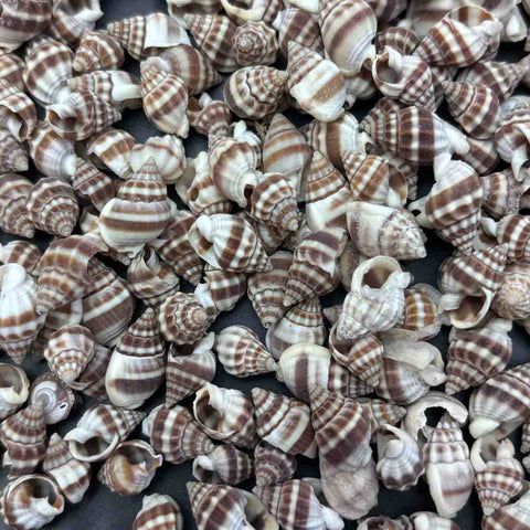 Sea Shells small Type 4 - 10 gm