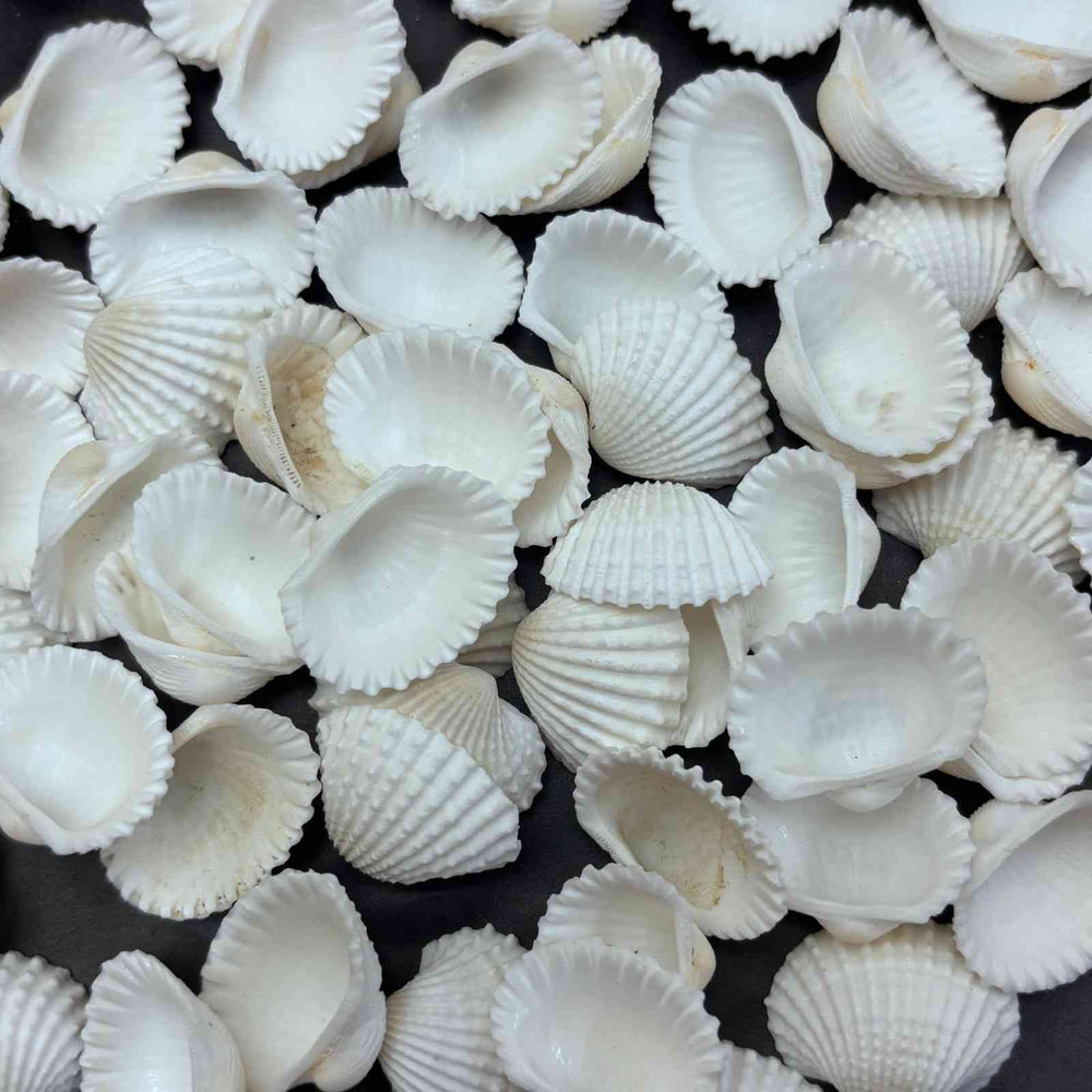 Sea Shells small Type2 - 10 gm