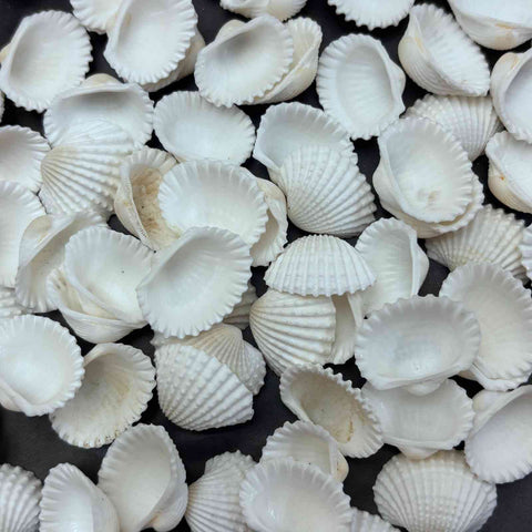 Sea Shells small Type2 - 10 gm