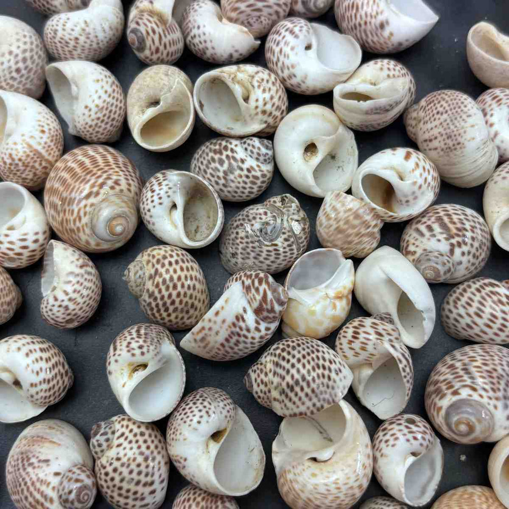 Sea Shells small Type 5 - 10 gm