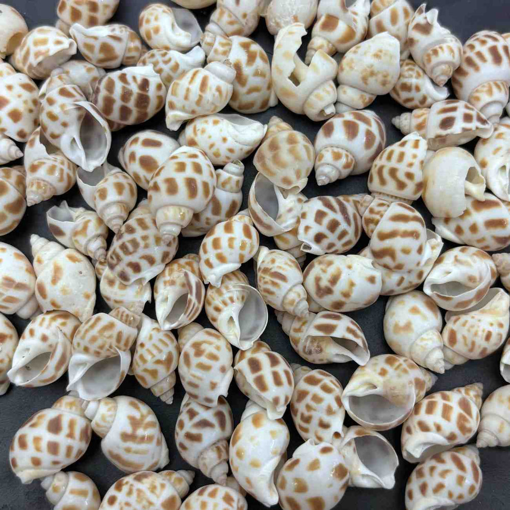 Sea Shells small Type 6 - 10 gm