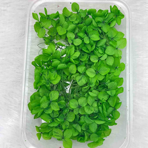 Dry Flower Box for Resin Art Type11