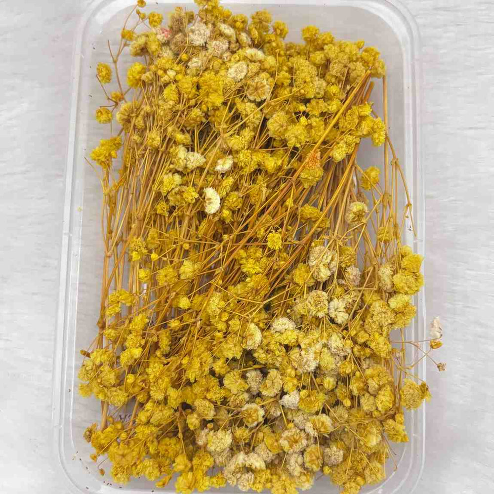 Dry Flower Box for Resin Art Type16