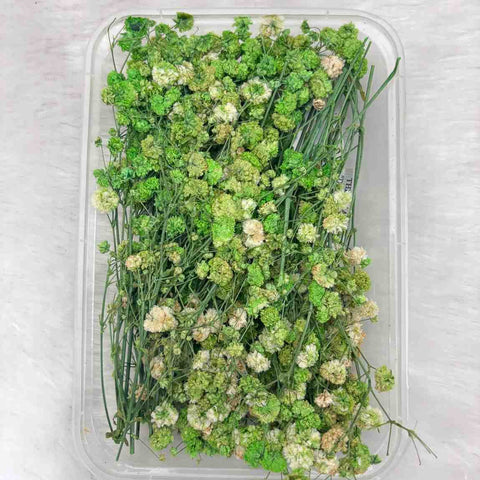 Dry Flower Box for Resin Art Type24