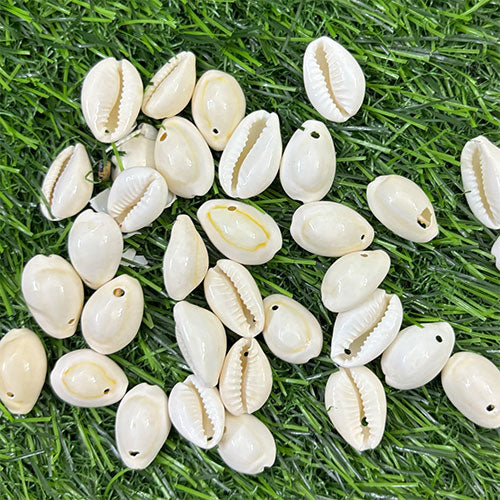 White Shell - 10 gm