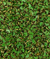 Moon Light Green - 10gms