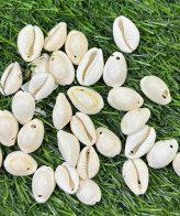 White Sheel - 10 gm